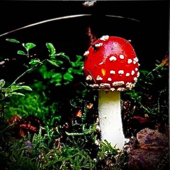 Mushroomkitty! - Picture 1 of 1